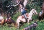 ? cheval montant - Journ?e compl?te